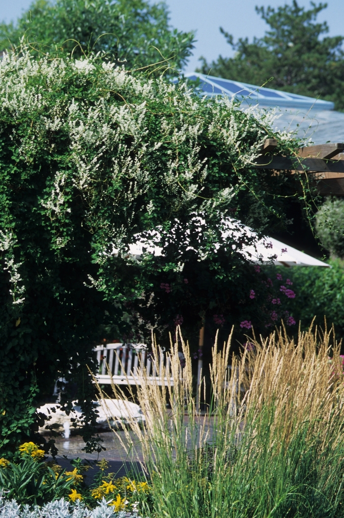 Silver Fleecevine - Polygonum aubertii from Winding Creek Nursery