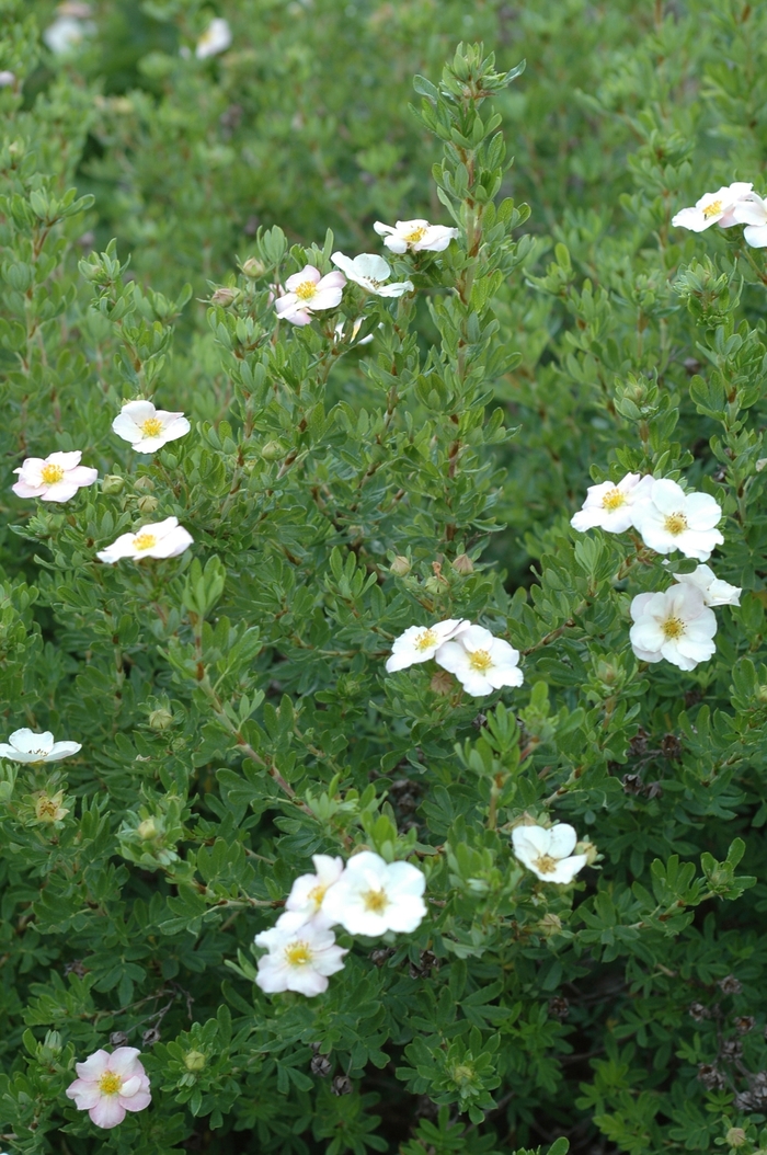 'Pink Beauty' - Potentilla fruticosa from Winding Creek Nursery