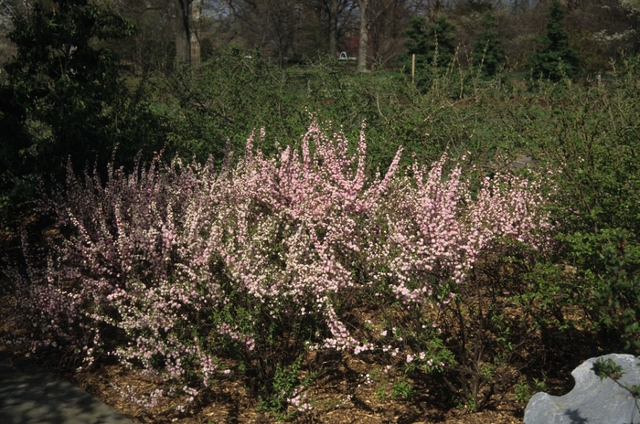 'Rosea Plena' Pink Flowering Almond - Prunus glandulosa from Winding Creek Nursery