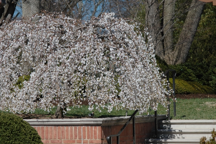 'Snow Fountains®' Weeping Cherry - Prunus from Winding Creek Nursery