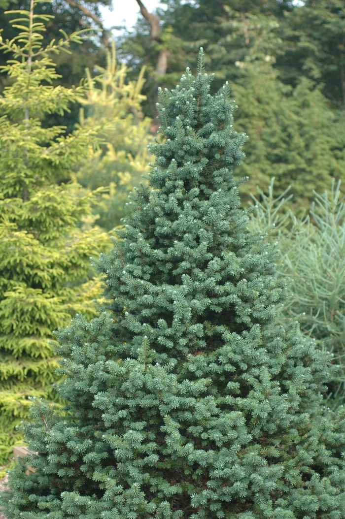 Douglas fir - Pseudotsuga menziesii from Winding Creek Nursery