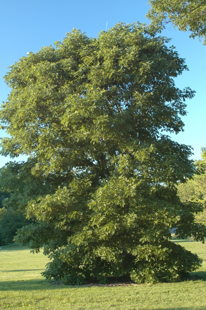 White Oak - Quercus alba from Winding Creek Nursery