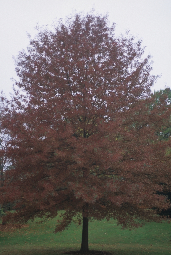 Scarlet Oak - Quercus coccinea from Winding Creek Nursery