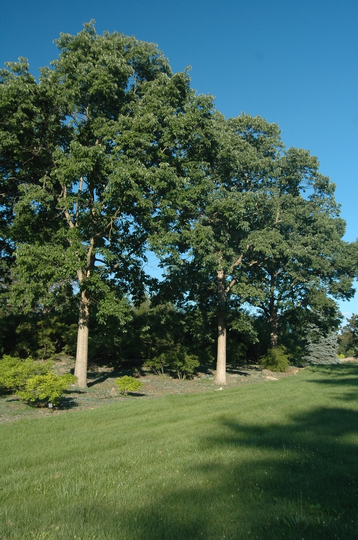 Chinkapin Oak - Quercus muehlenbergii from Winding Creek Nursery