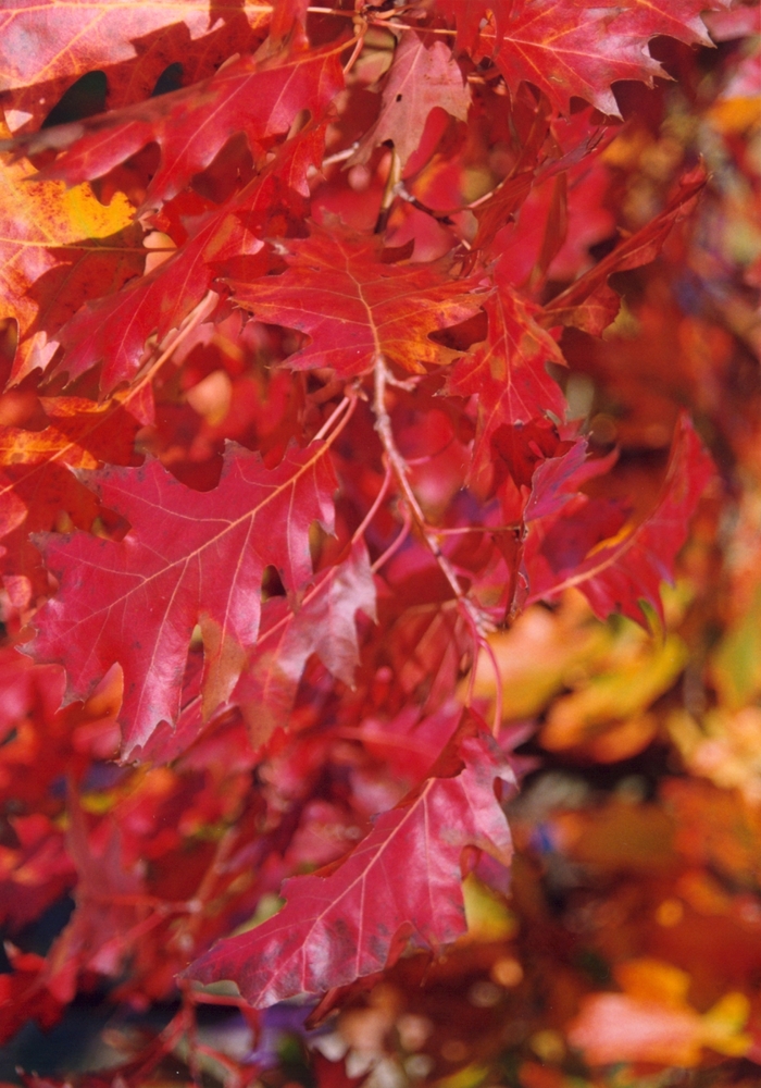 Northern Red Oak - Quercus rubra from Winding Creek Nursery