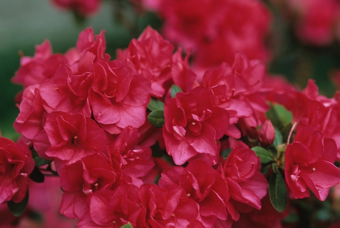 'Girard's Christina' Azalea - Rhododendron Girard hybrid from Winding Creek Nursery