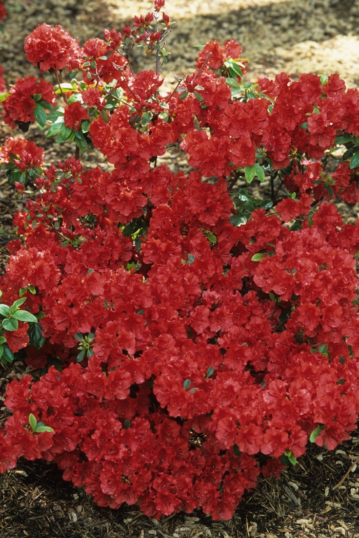 'Girard Scarlet' Azalea - Rhododendron Girard hybrid from Winding Creek Nursery