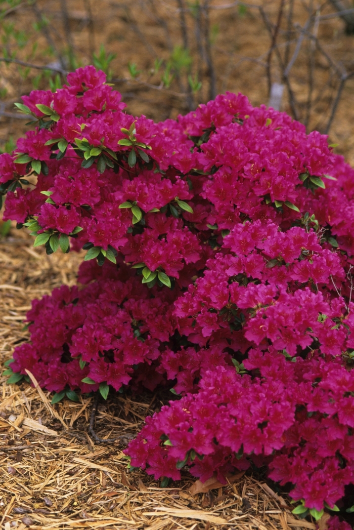 'Girard's Fuchsia' Azalea - Rhododendron Girard hybrid from Winding Creek Nursery