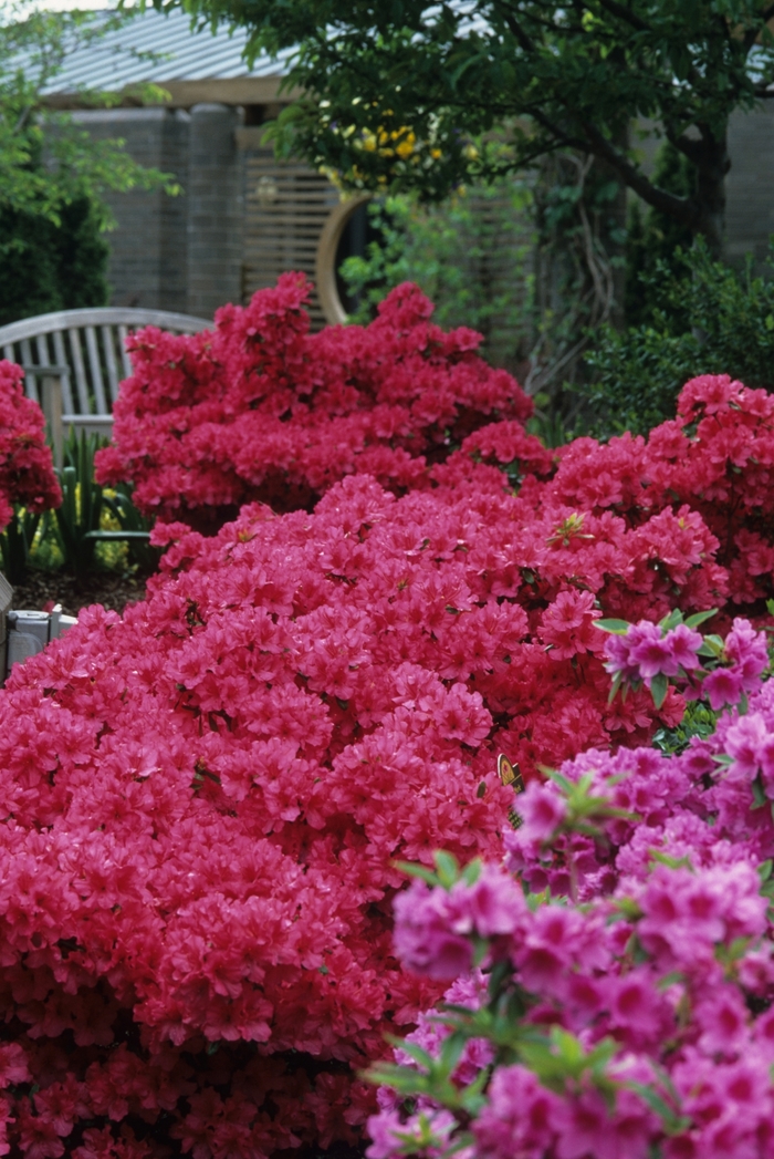 'Girard's Rose' Azalea - Rhododendron Girard hybrid from Winding Creek Nursery