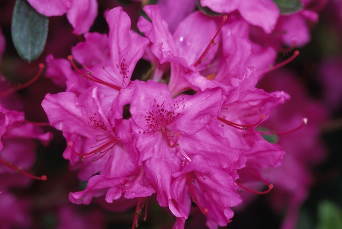 'Karen' Azalea - Rhododendron Gable hybrid from Winding Creek Nursery