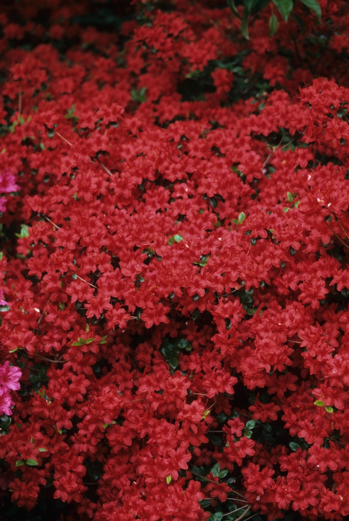 'Stewartstonian' Azalea - Rhododendron Gable hybrid from Winding Creek Nursery