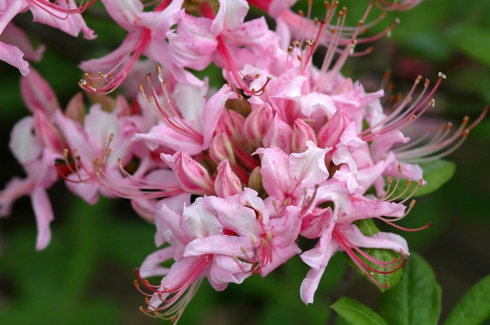 'Northern Hi-Lights' Azalea - Rhododendron Northern Light hybrid from Winding Creek Nursery