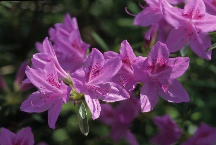 Dwarf Korean Azalea - Rhododendron yedoense var. poukhanense from Winding Creek Nursery