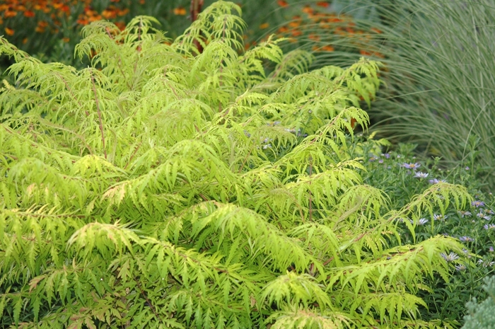 'Tiger Eyes®' Cutleaf Staghorn Sumac - Rhus typhina from Winding Creek Nursery