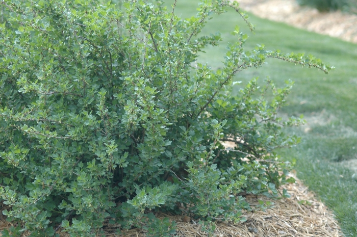 'Hinnonmaki Red' Gooseberry - Ribes uva-crispa from Winding Creek Nursery