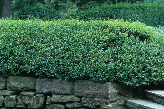 Alpine Currant - Ribes alpinum from Winding Creek Nursery