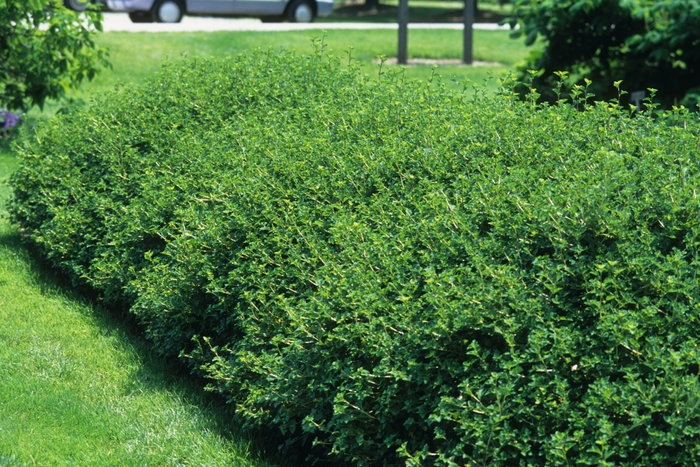 'Green Mound' Alpine Currant - Ribes alpinum from Winding Creek Nursery