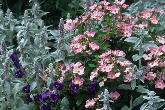 'Nearly Wild' Shrub Rose - Rosa from Winding Creek Nursery