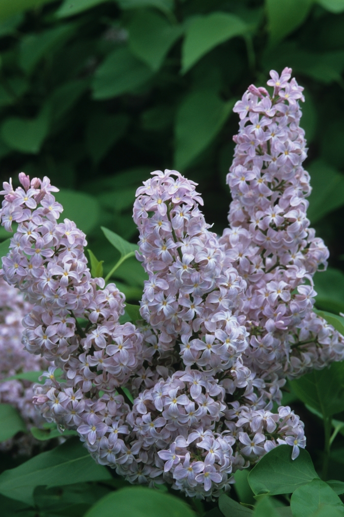 'President Grevy' Lilac - Syringa vulgaris from Winding Creek Nursery