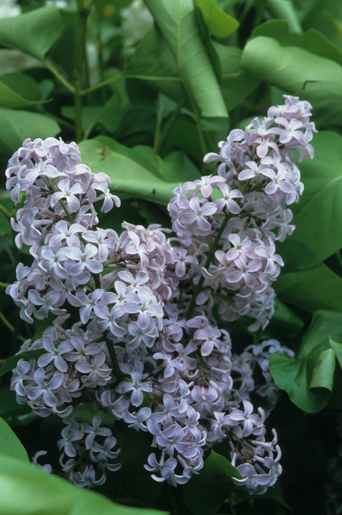 'President Lincoln' Lilac - Syringa vulgaris from Winding Creek Nursery