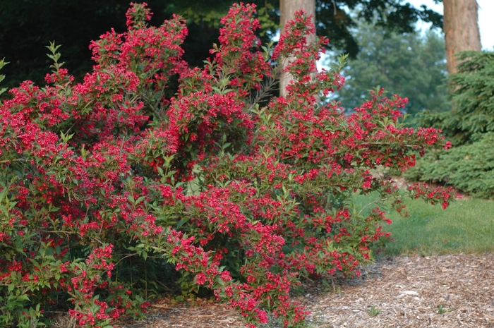 'Red Prince' - Weigela florida from Winding Creek Nursery