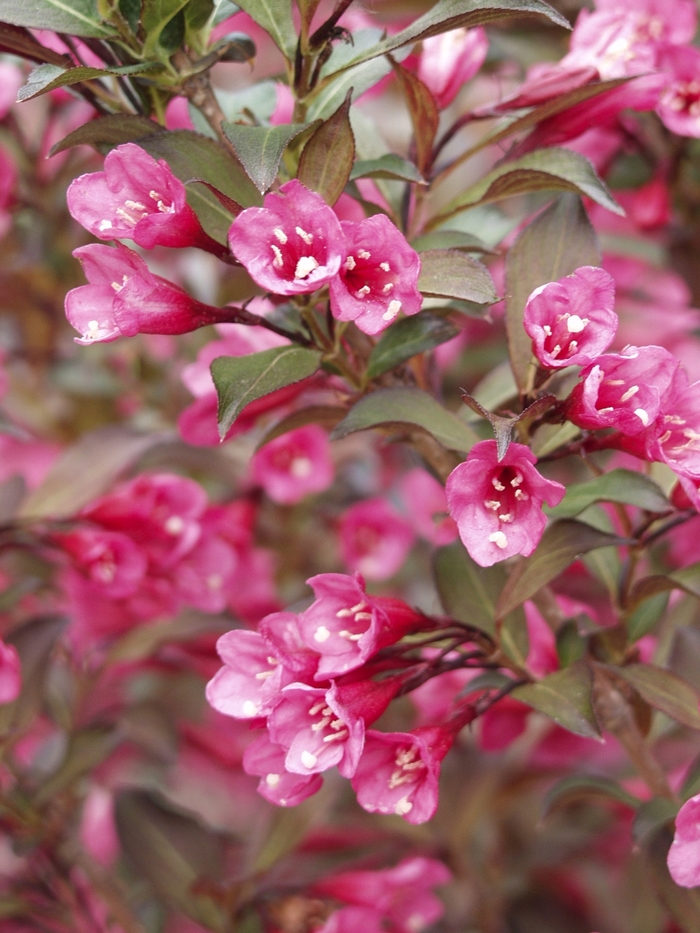 Wine & Roses® - Weigela florida from Winding Creek Nursery