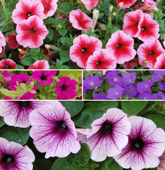 Assorted Petunia - Petunia from Winding Creek Nursery