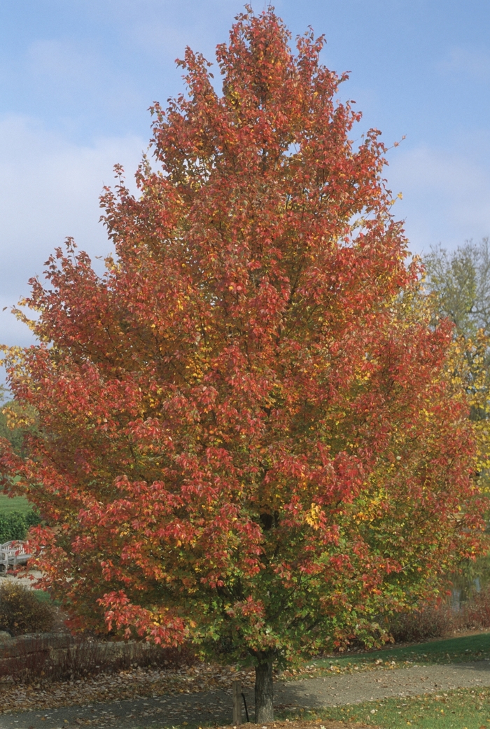 'Red Sunset®' Red Maple - Acer rubrum from Winding Creek Nursery