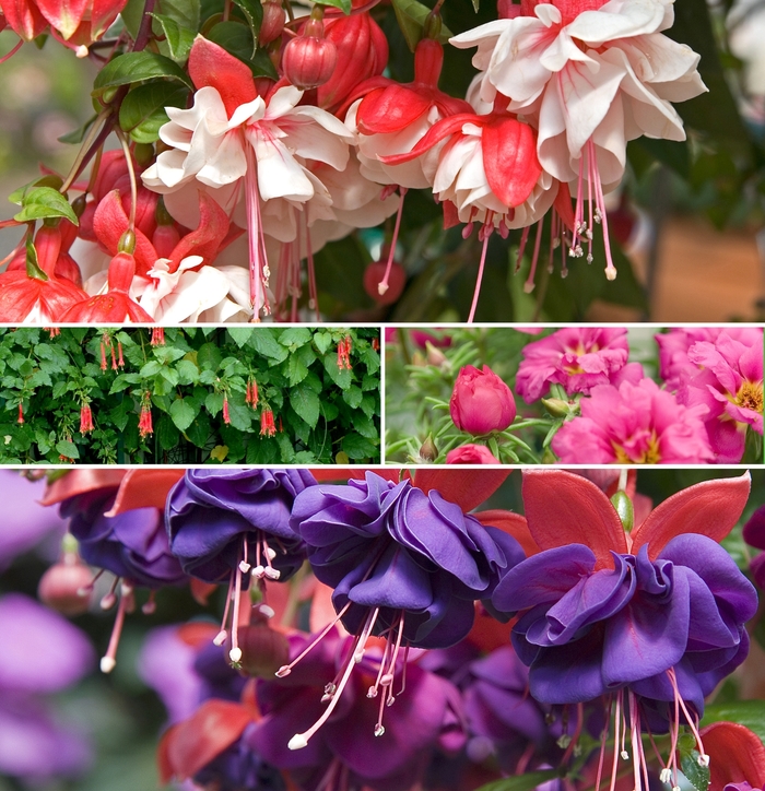 Assorted - Fuchsia from Winding Creek Nursery