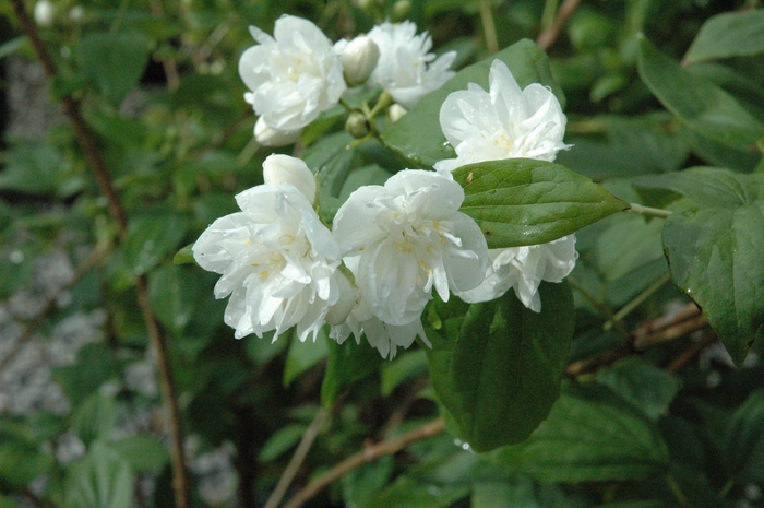 'Minnesota Snowflake' Mock Orange - Philadelphus x virginalis from Winding Creek Nursery