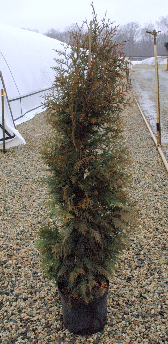 'Steeplechase' Giant Arborvitae - Thuja plicata from Winding Creek Nursery