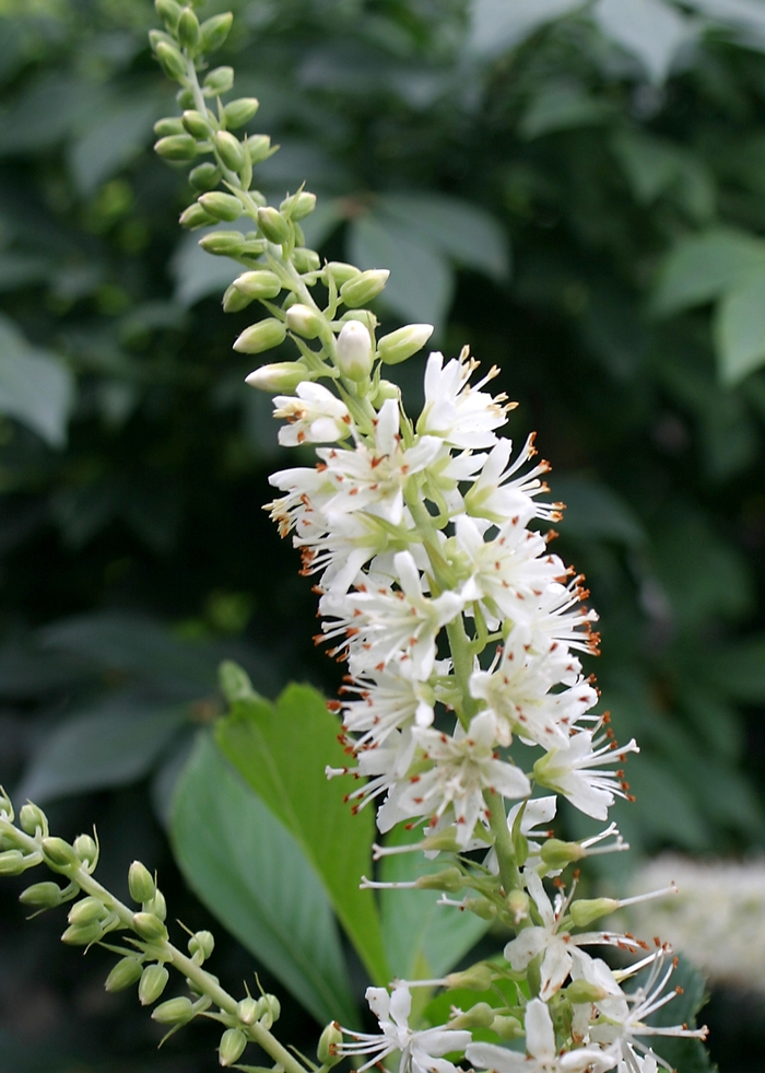 'Sugartina®' Summersweet - Clethra alnifolia from Winding Creek Nursery