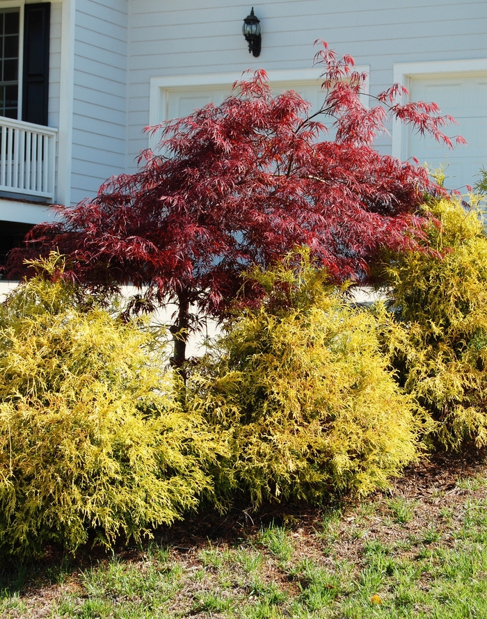 'Golden Mop' Japanese Falsecypress - Chamaecyparis pisifera from Winding Creek Nursery