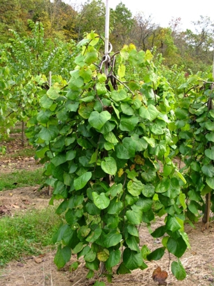 'Lavender Twist®' Redbud - Cercis canadensis from Winding Creek Nursery