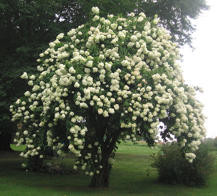 Nannyberry Viburnum - Viburnum lentago from Winding Creek Nursery