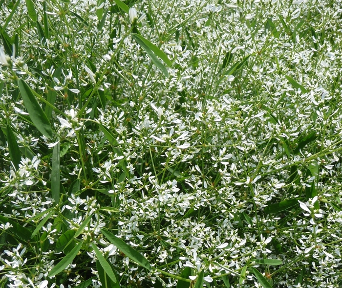 Diamond Frost® - Euphorbia from Winding Creek Nursery