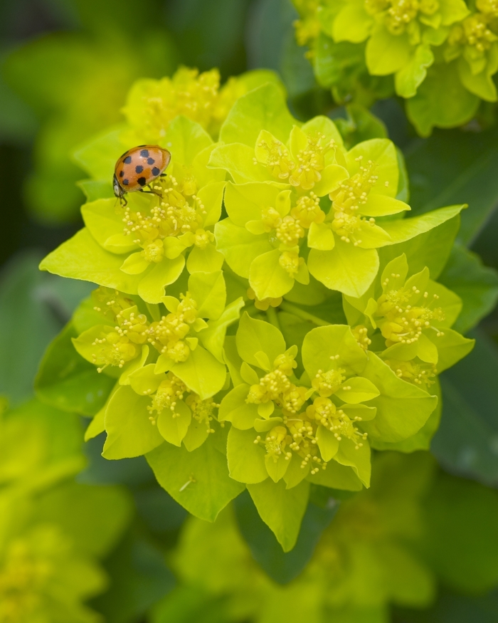 Cushion Spurge - Euphorbia polychroma from Winding Creek Nursery