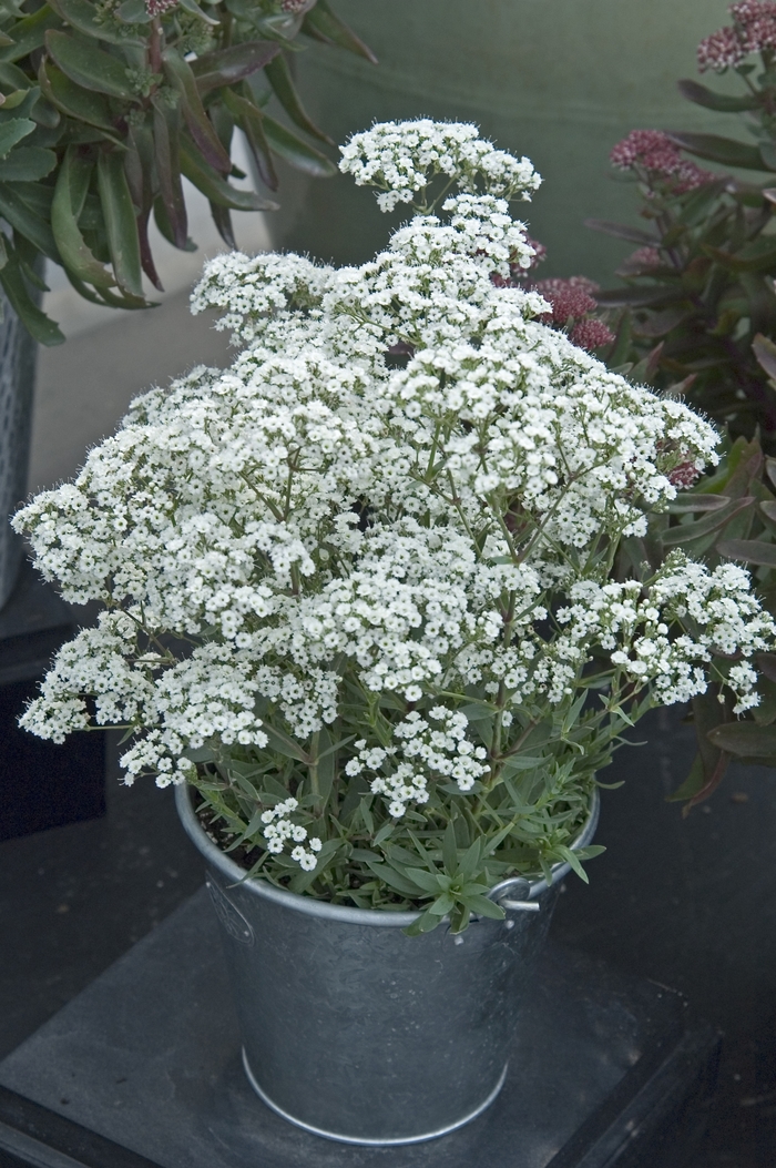 ''Festival Star™'' Hardy Baby''s Breath - Gypsophila paniculata from Winding Creek Nursery