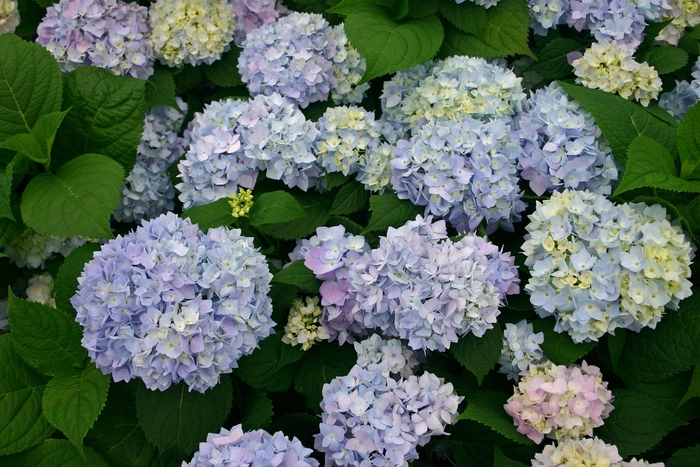 'The Original' Bigleaf Hydrangea - Hydrangea macrophylla from Winding Creek Nursery