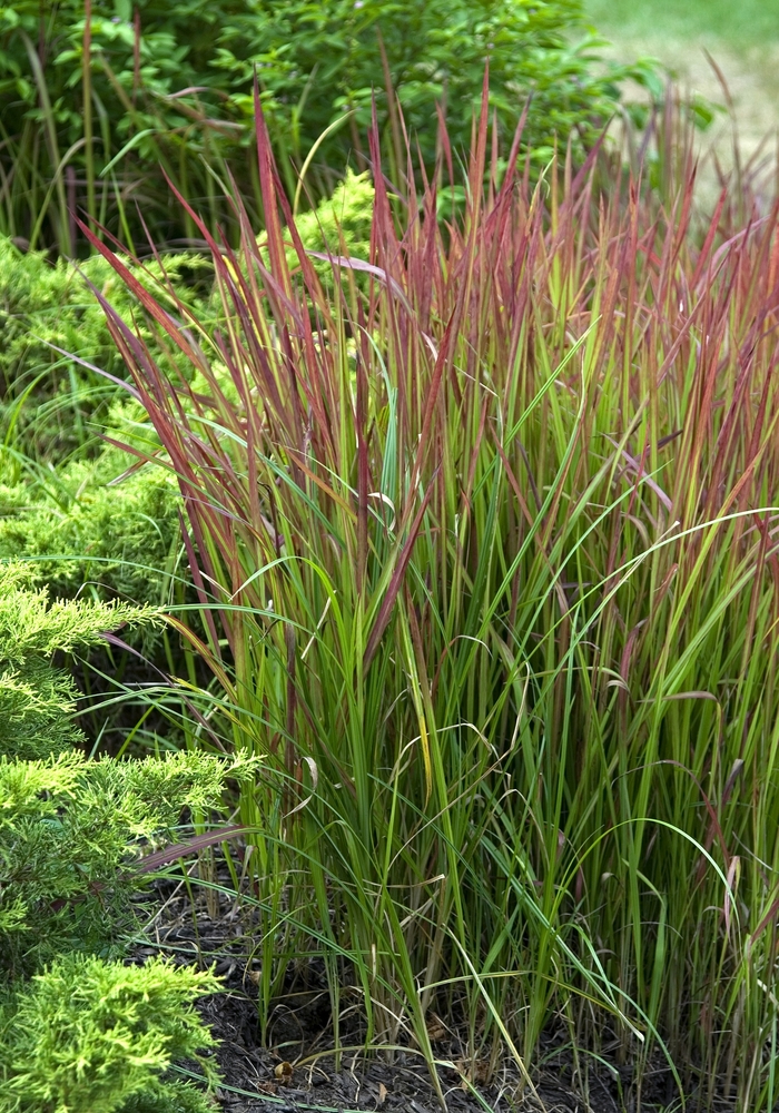 'Red Baron' Japanese Blood Grass - Imperata cylindrica from Winding Creek Nursery