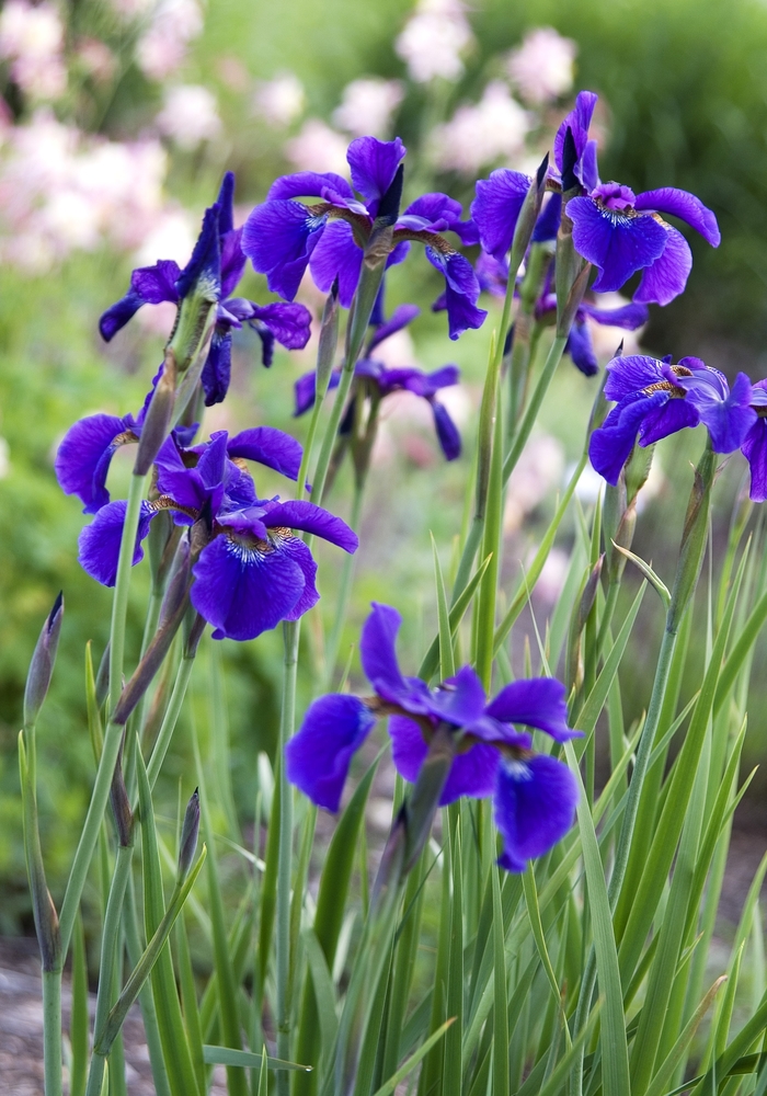 'Caesar's Brother' Siberian Iris - Iris sibirica from Winding Creek Nursery