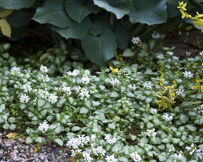 'White Nancy' Dead Nettle - Lamium maculatum from Winding Creek Nursery