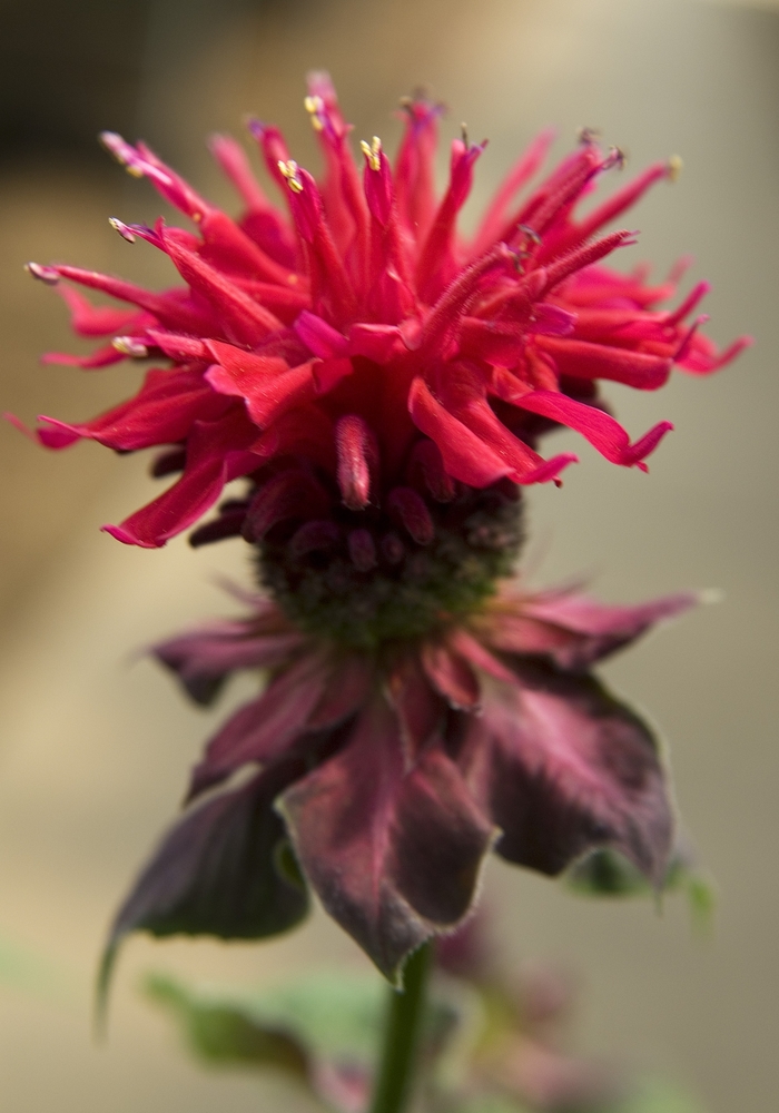 'Fireball' Bee Balm - Monarda didyma from Winding Creek Nursery