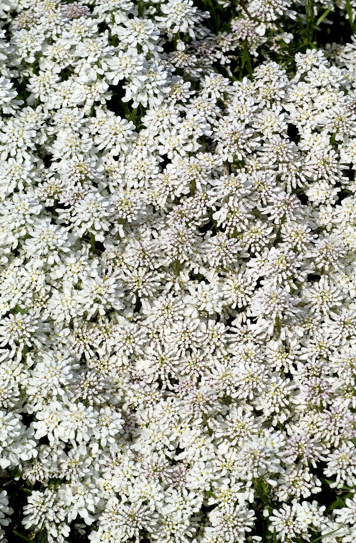 'Snowflake' Evergreen Candytuft - Iberis sempervirens from Winding Creek Nursery