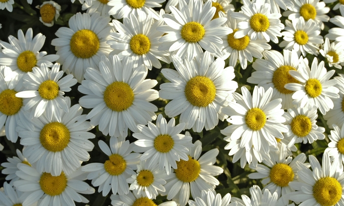 'Snowcap' Shasta Daisy - Leucanthemum x superbum from Winding Creek Nursery