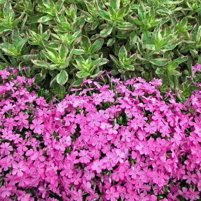 'Emerald Pink' Creeping Phlox - Phlox subulata from Winding Creek Nursery