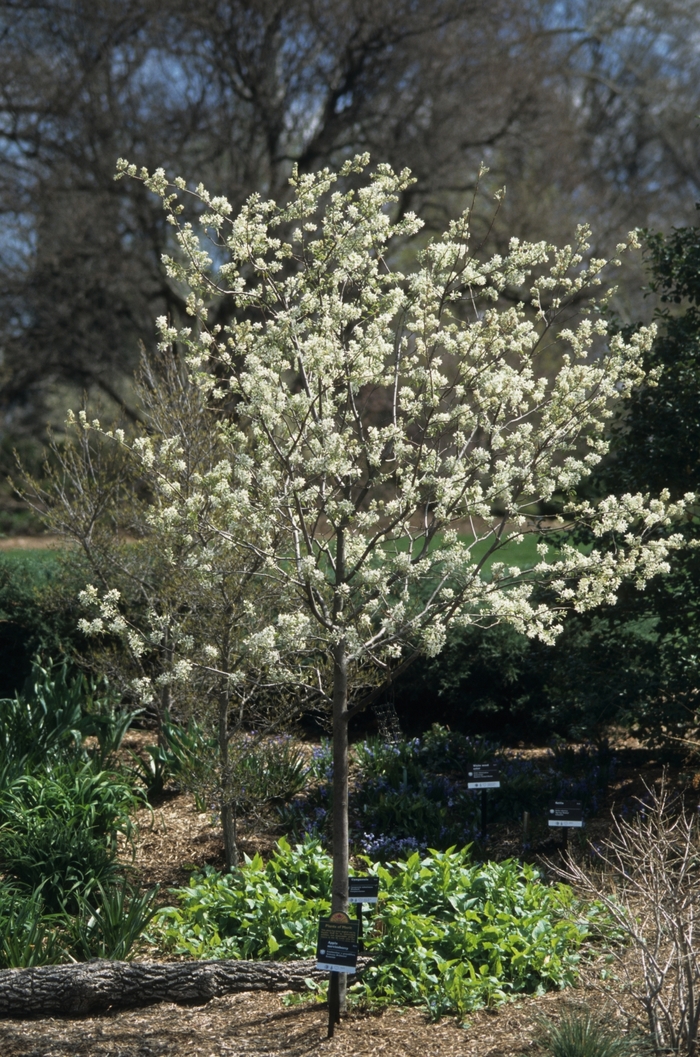 'Autumn Brilliance™' Serviceberry - Amelanchier x grandiflora from Winding Creek Nursery