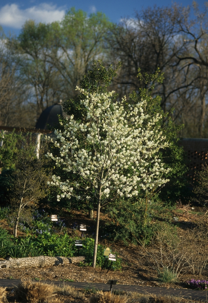 'Autumn Brilliance™' Serviceberry - Amelanchier x grandiflora from Winding Creek Nursery