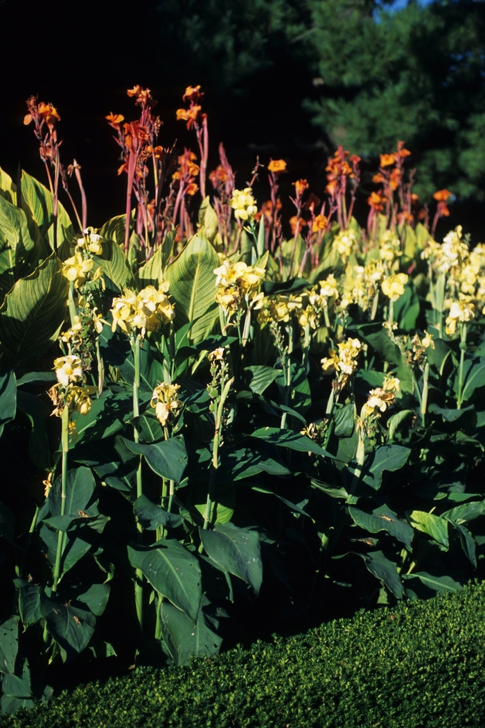 Assorted, Canna Lily - Canna from Winding Creek Nursery