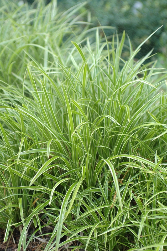 'Ice Dance' Japanese Sedge - Carex morrowii from Winding Creek Nursery